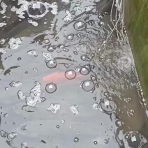 草鱼