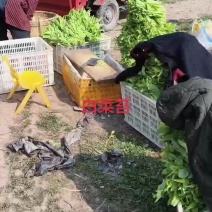 每天干着同样的活，新鲜白菜苔正在采摘中