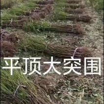 优系平顶大突围