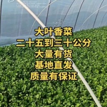 大叶香菜，二十五公分到三十公分，要的联系！