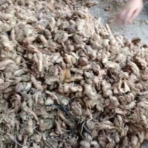 沙姜