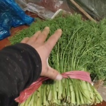 精品茴香