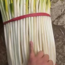 烟头葱重庆细黄葱鱼香肉丝川菜专用钢葱品种特硬