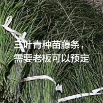 三叶青种条