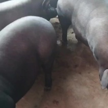 湖南省邵阳市隆回县熟食猪