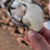 豆～2两生蚝🦪