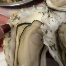 2两～半斤以上生蚝