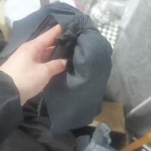 河蚌