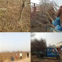 《占地冬枣树》山东基地直发提供技术指导一条龙服务