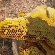 纯野生蜂蜜