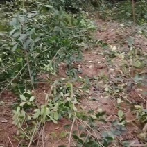2公分红叶石楠单杆