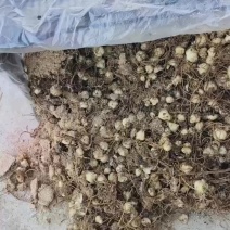 菜百合小籽球质量保证产地直发欢迎选购量大优先