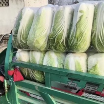 精品大白菜继续热销中