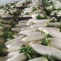 白萝卜