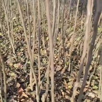 苹果苗