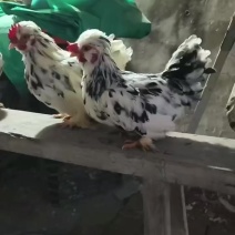 观赏鸡