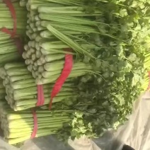 河北芹菜，大量上市，质量好价格优势便宜！欢迎优选