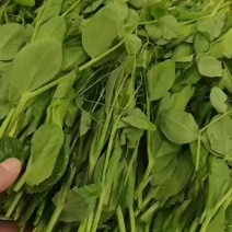 碗豆尖