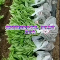 各种辣椒大量批发。816.819辣苗螺丝椒。波皮椒牛椒。