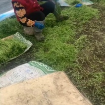 丹阳芦蒿
