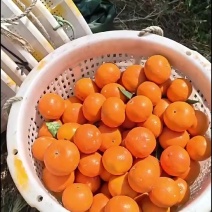 沃柑