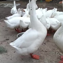农家散养大鹅