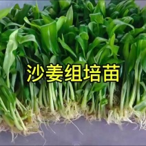 沙姜苗组培苗