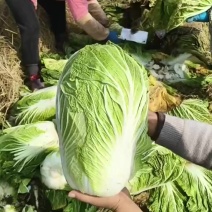 精品大白菜继续走货中