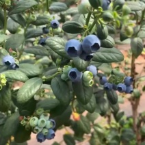 F6有需要联系