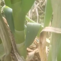 山东大葱