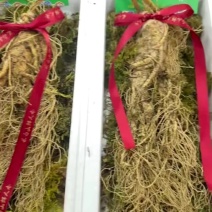 鲜人参礼盒，新年礼，一盒可以装两只一只都行质量好