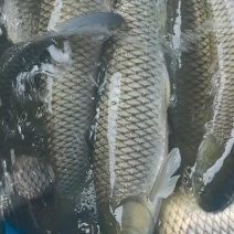 吊水海鲩