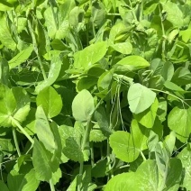鲜摘碗豆苗一口尝春鲜深圳种植基地直供现采现摘