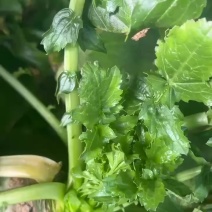 天津沙窝萝卜批发零售