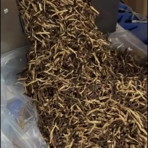 老陈皮丝