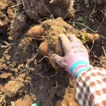 高山红芽芋产地直发