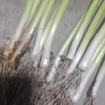 自家种植蒜苗，需要的联系