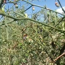 青刺果油，大量供应，诚信合作，欢迎来电咨询下单