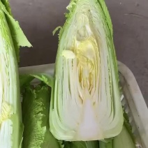 龙芽菜
