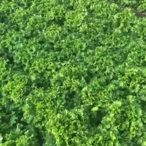 精品生菜