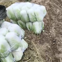 精品大白菜继续走货中