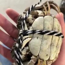 泗洪大闸蟹