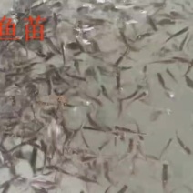 虹鳟鱼苗