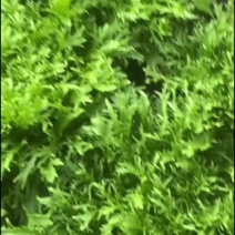 苦菊