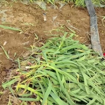 红根蒜苗