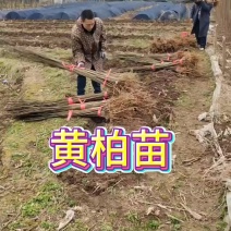 厚皮川黄柏苗