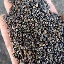 大通草种子