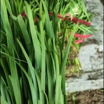 韭菜