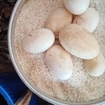 自己家里养的鹅下的蛋。不喂饲料不打激素