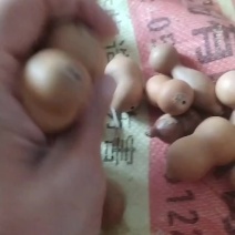 葫芦，量大价格美丽